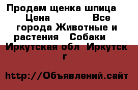 Продам щенка шпица.  › Цена ­ 15 000 - Все города Животные и растения » Собаки   . Иркутская обл.,Иркутск г.